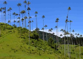 Day 6: Armenia / Salento / Cocora Valley / Armenia