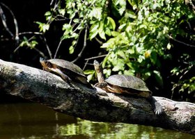 Giorno 3: Tortuguero