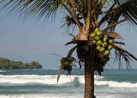 Giorno 8: Bocas del Drago, Isla Pajaro e Playa las Estrellas
