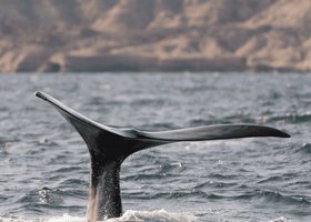 Giorno 4: Puerto Madryn / Trelew – Ushuaia: tour della città