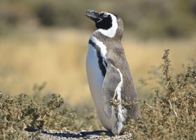 Giorno 2: Buenos aires / Trelew (2h di volo) / Punta tombo / Gaiman