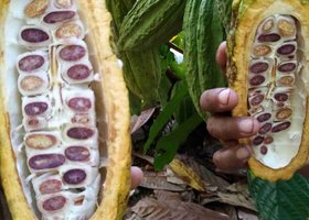 Jour 5: Itacare / Ferme de cacao / Ilheus