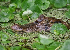 Day 6: Tortuguero