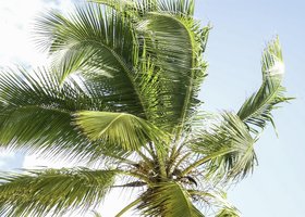 Day 8: Dominical