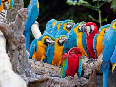 Rendez-vous au Costa Rica 2025 (Sans vols)