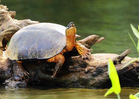 Jour 3: Parc national de Tortuguero