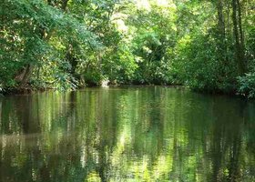 Giorno 2: San José / Parco Nazionale Tortuguero