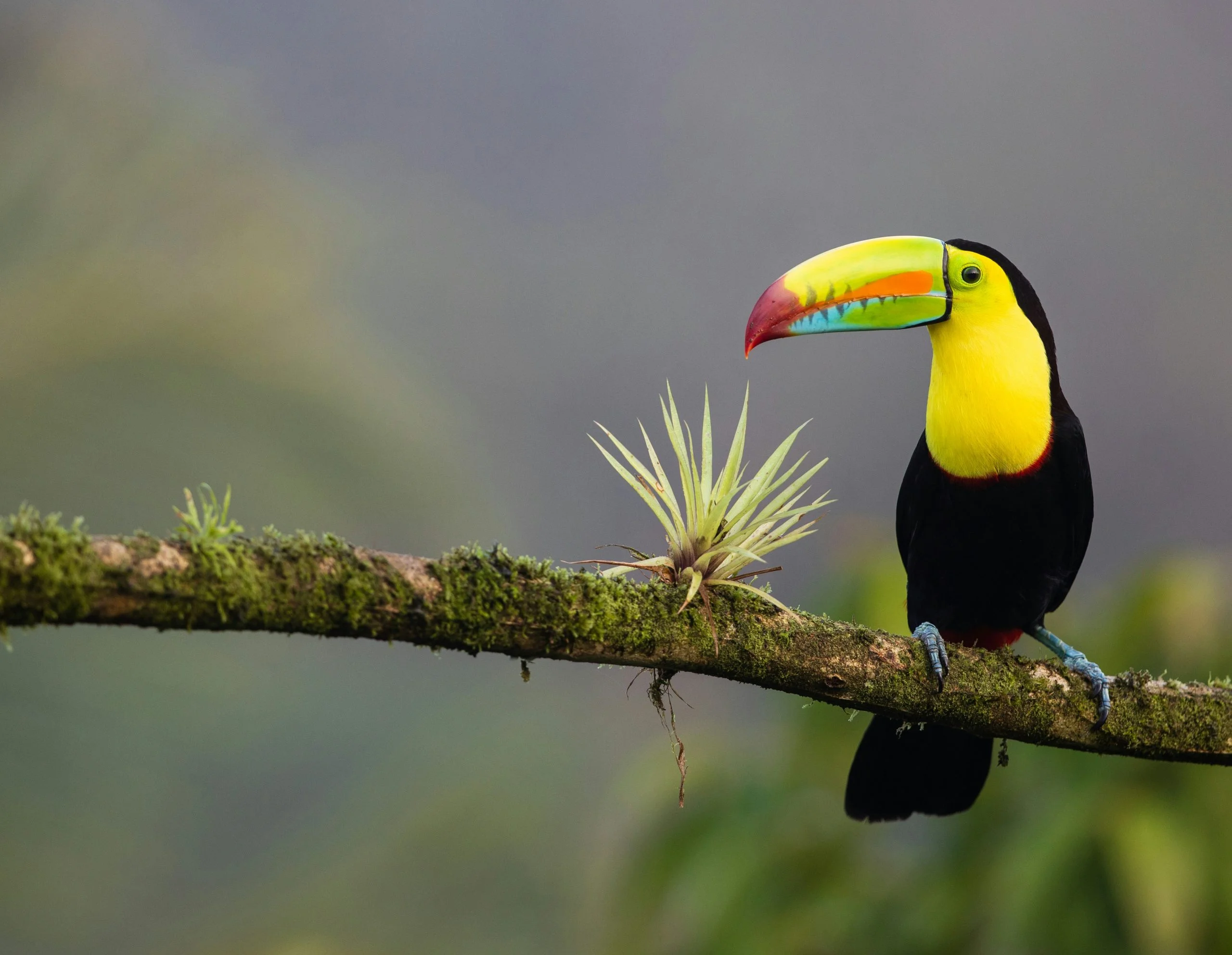 Magnificent Costa Rica 2025 (Without flights)