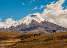 Giorno 3: Quito / Cotopaxi / Lasso