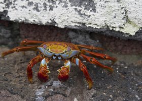 Jour 7: Guayaquil vol Baltra / Santa Cruz (Galapagos)