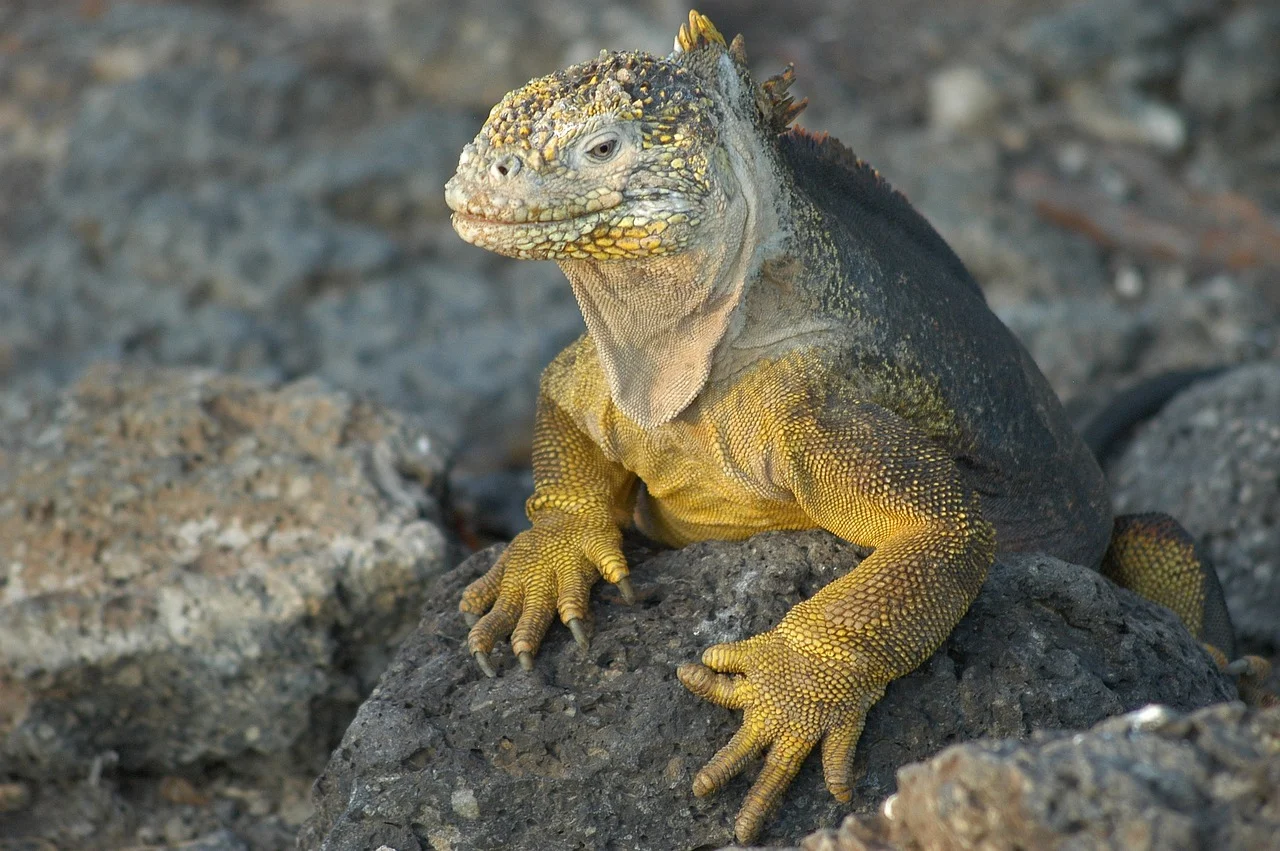 Rendez-vous aux Galapagos 2025 (Sans vols)