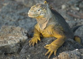 Jour 11: Santa Cruz / Baltra vol Guayaquil