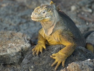 Rendez-vous aux Galapagos 2025 (Sans vols)